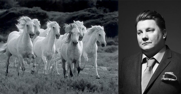 horses-white-daniel